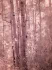 USA-Colorado Infrared of Aspens along the Kebler Pass Art Print